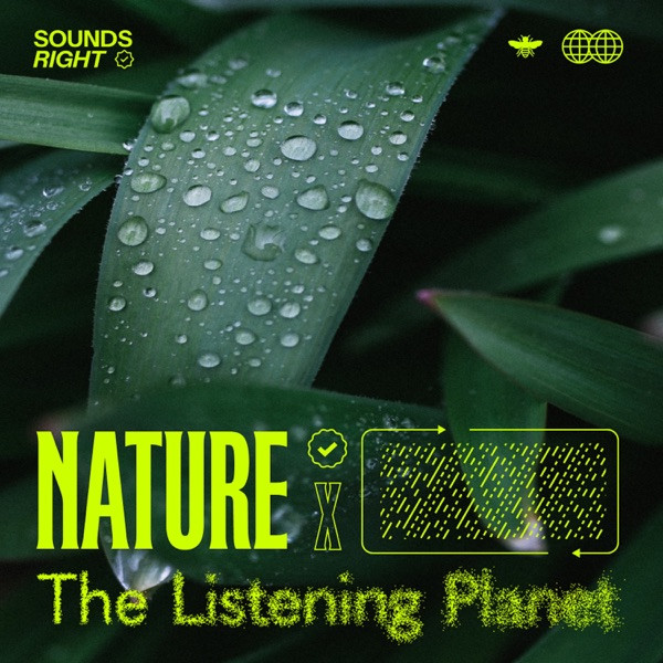 Queensland Rain Rhythms